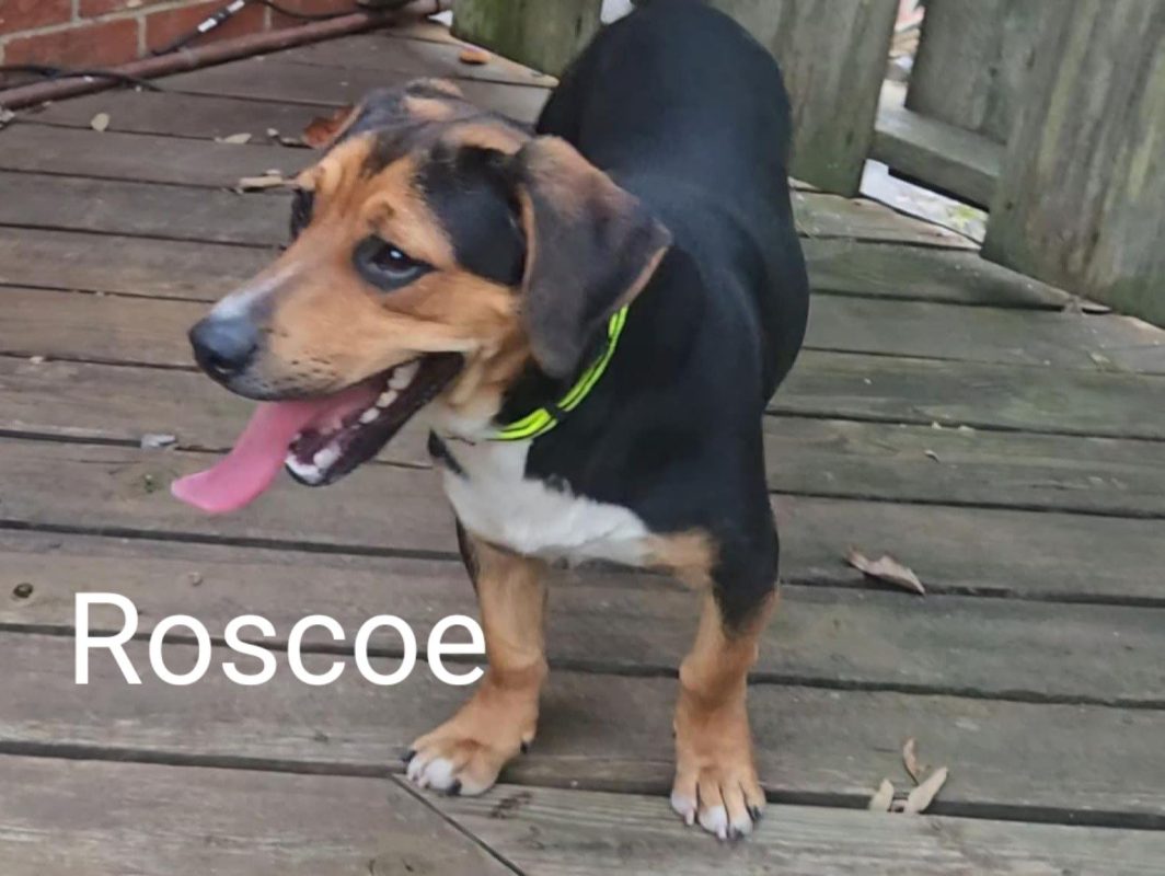 Roscoe