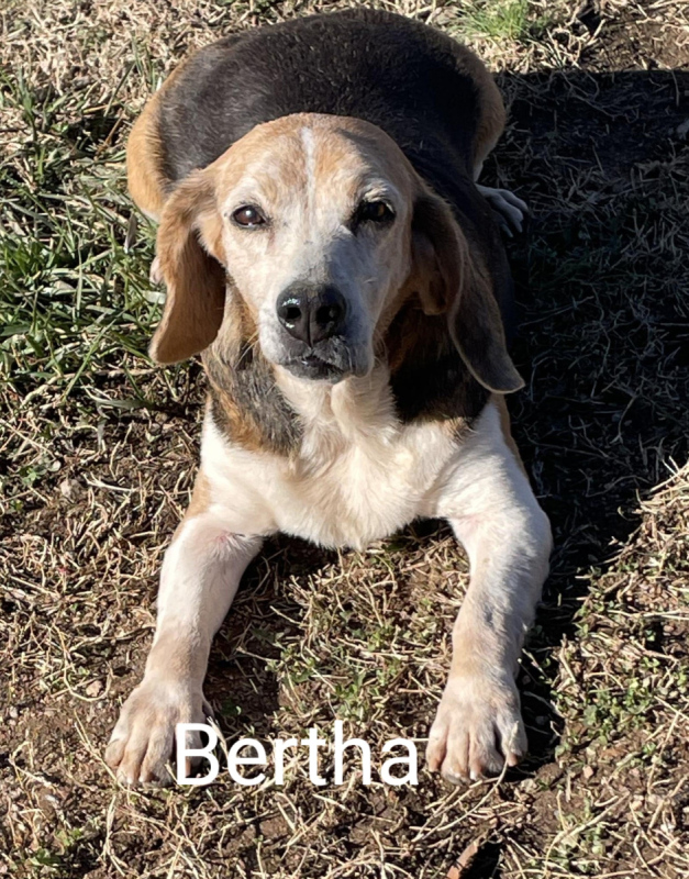 Bertha