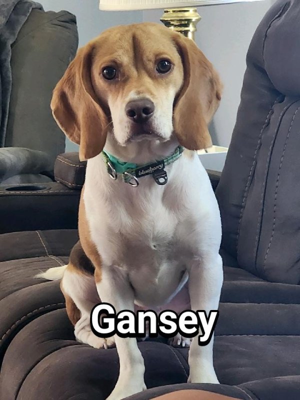 Gansey