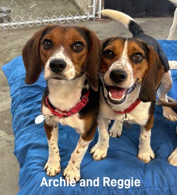 Archie-Reggie