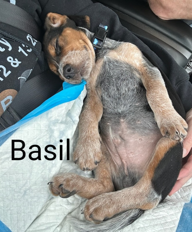 Basil