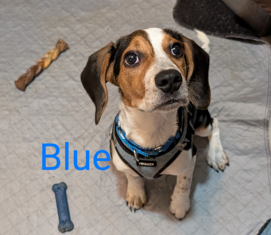 Blue