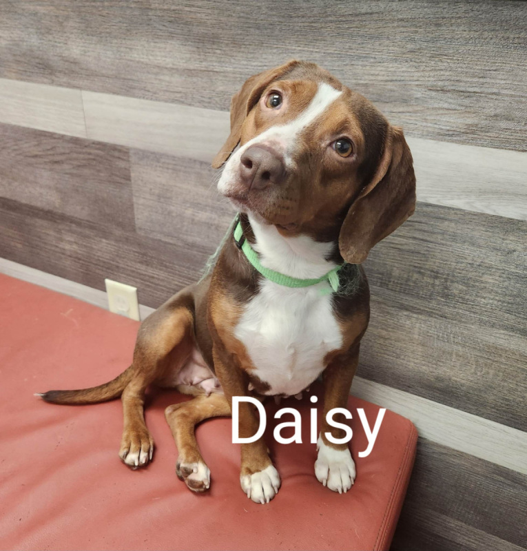 Daisy1