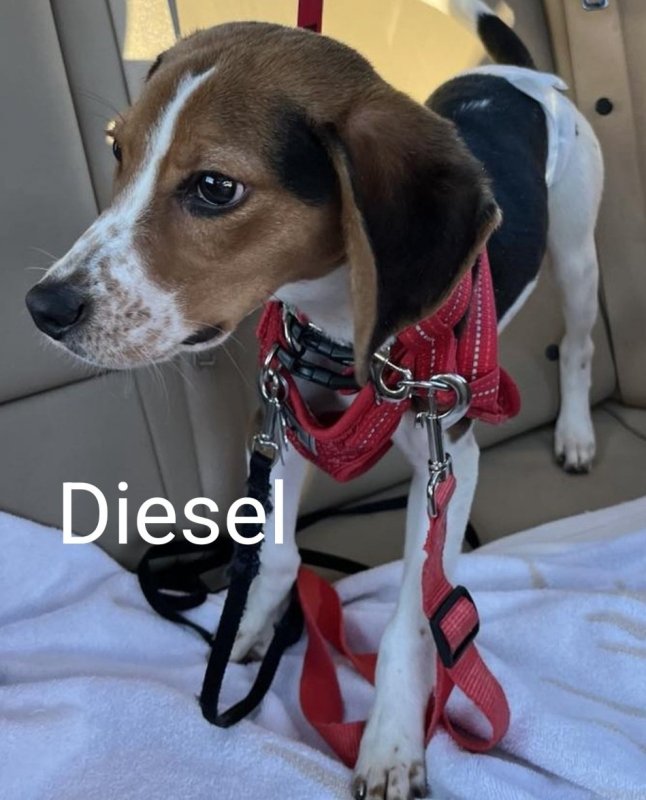 Diesel1