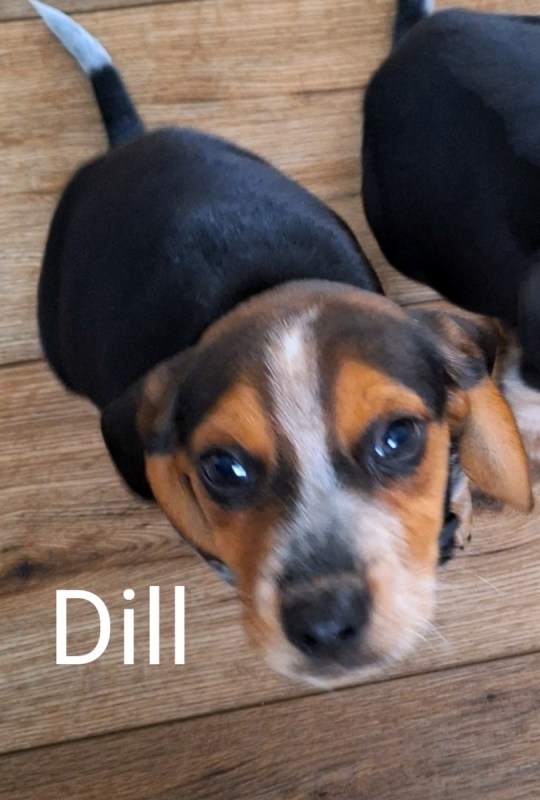 Dill
