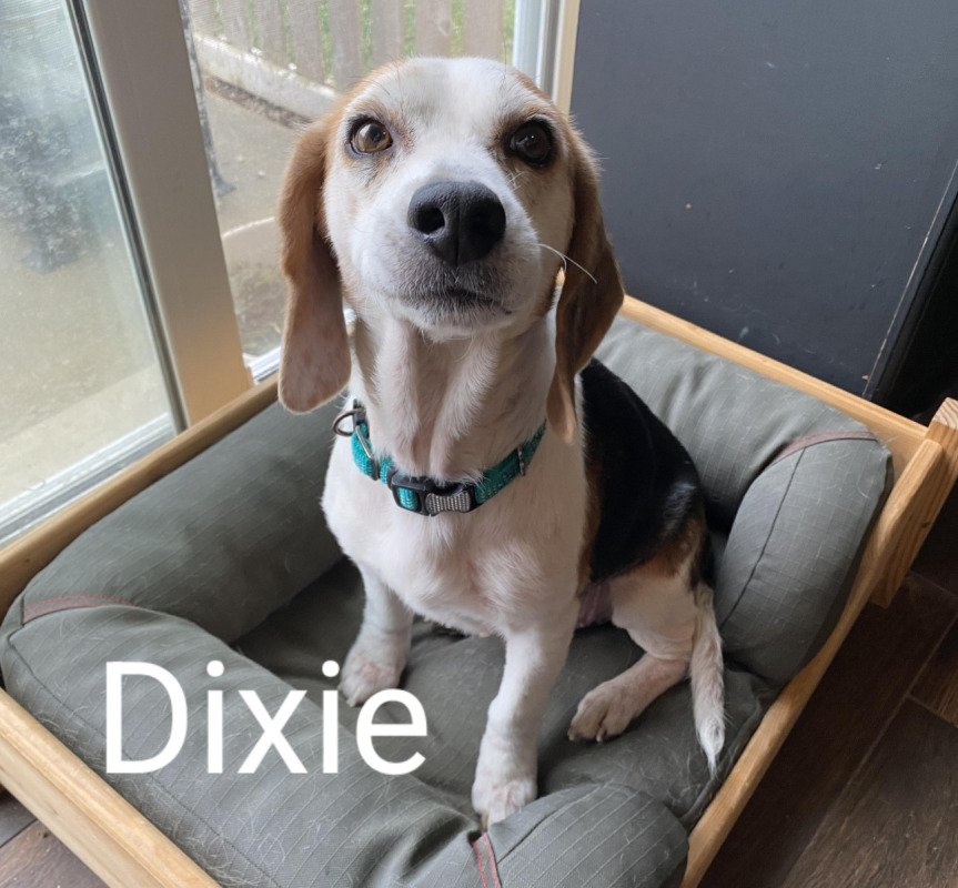 Dixie