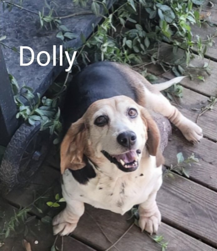 Dolly