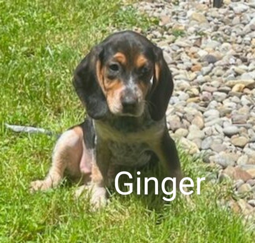 Ginger