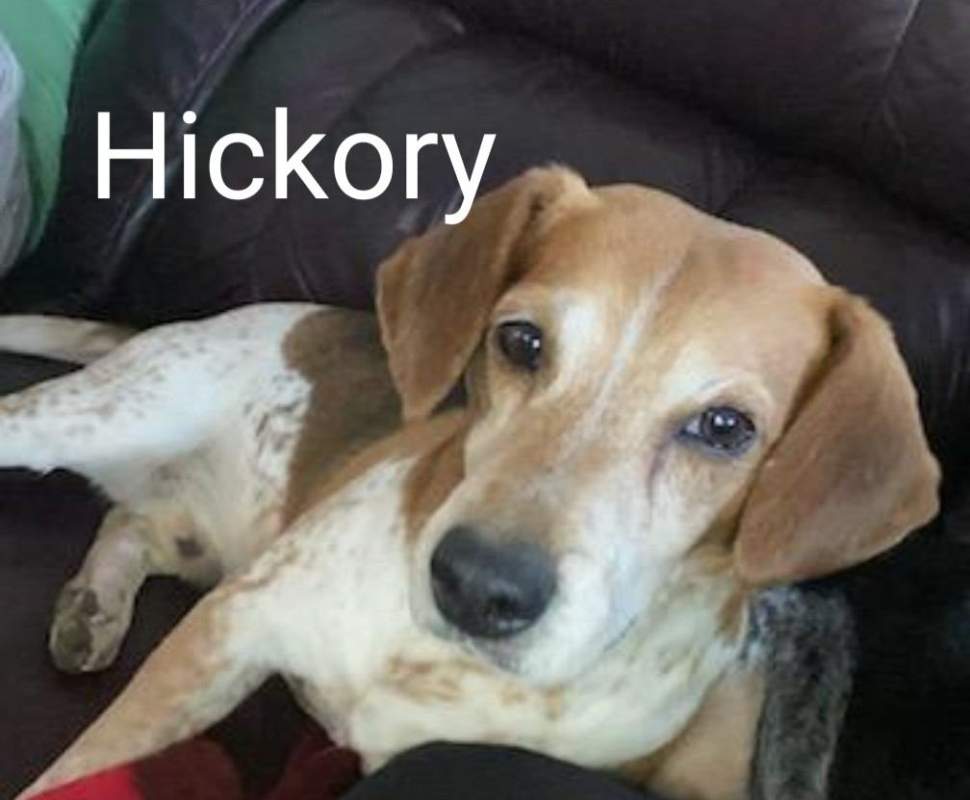 Hickory