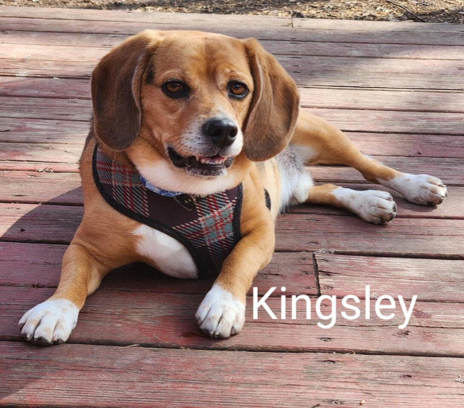 Kingsley