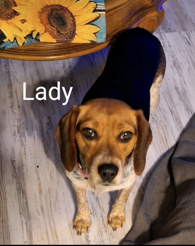 Lady