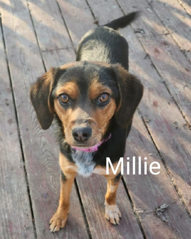 Millie