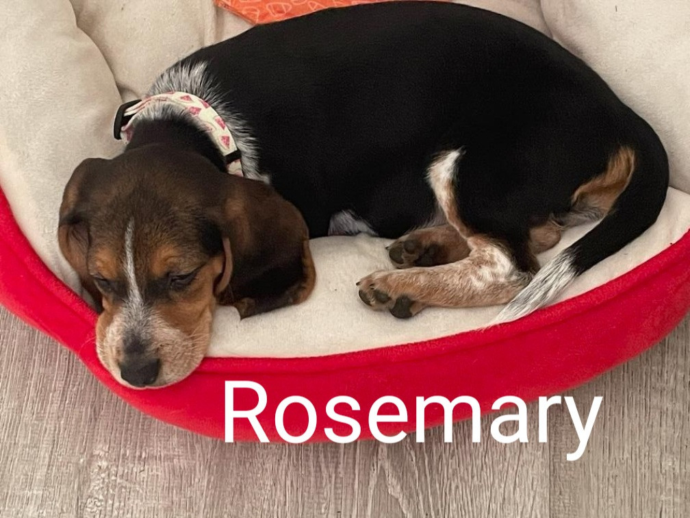Rosemary