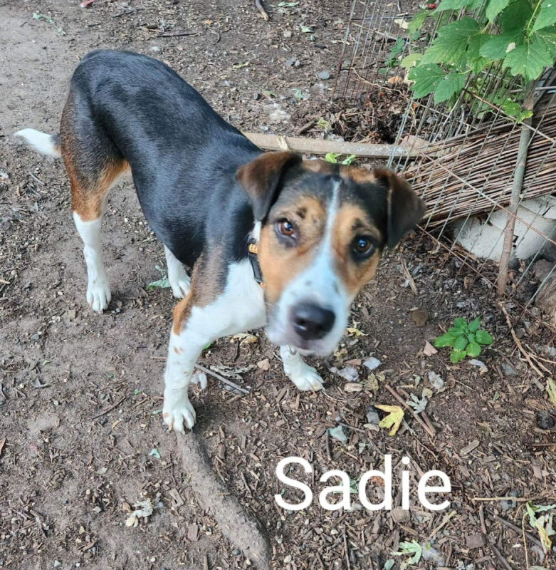 Sadie1