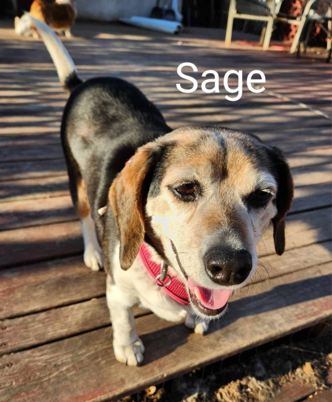 Sage