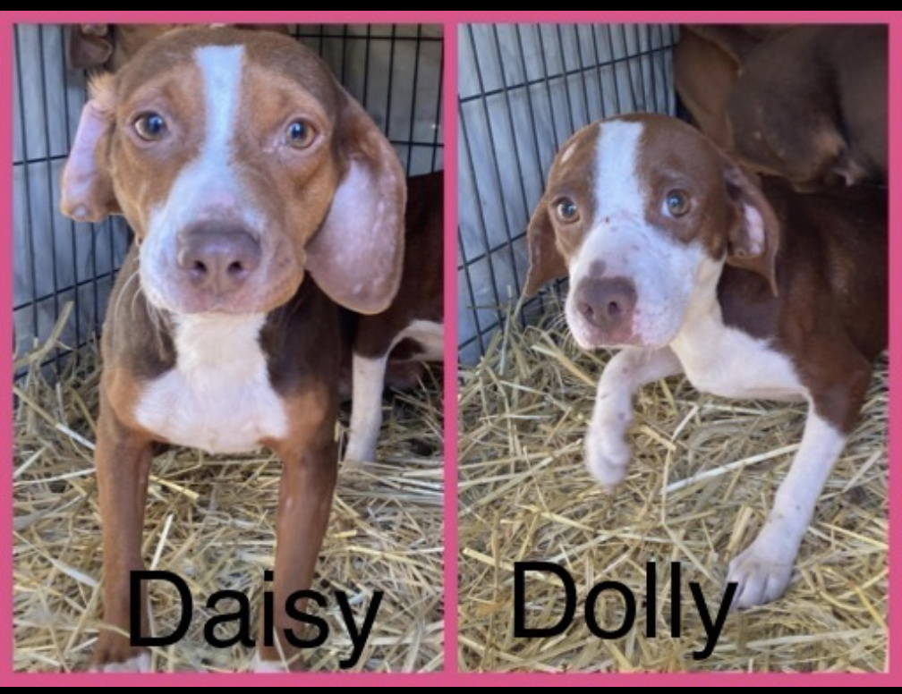 Daisy and Dolly