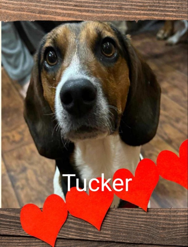 Tucker