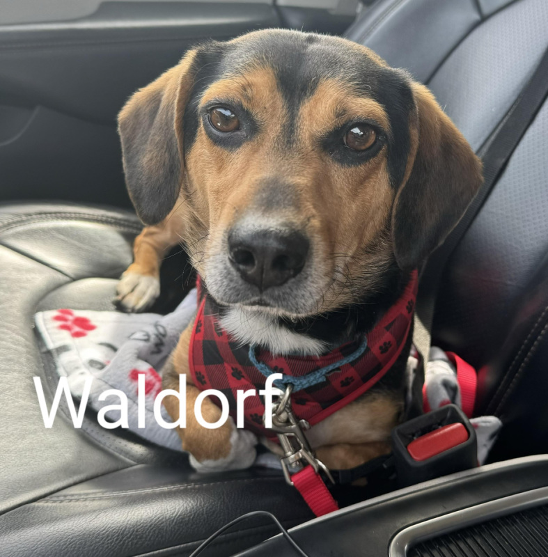 Waldorf
