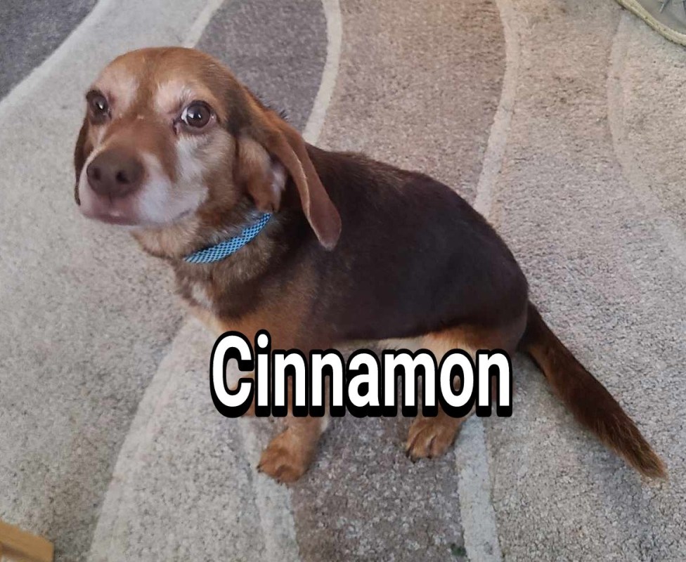 Cinnamon