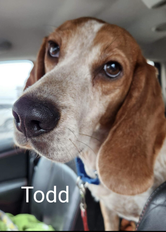Todd/Teddy