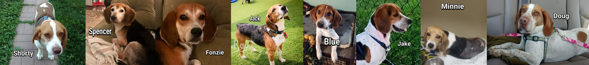Beagles R Us Rescue